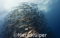 barracudabowl at sipadan by Marc Kuiper 